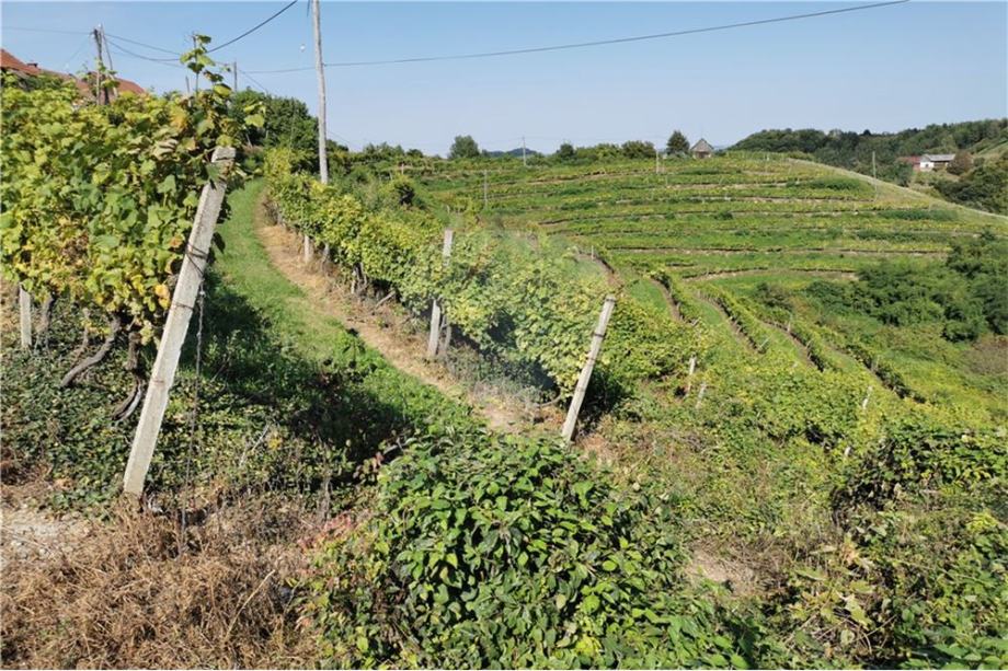 SONČNA POSEST VINOGRADI IN GOZD prodaja