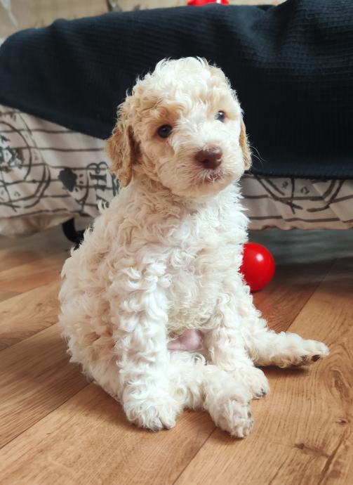 Lagotto Romagnolo Mladi Ki