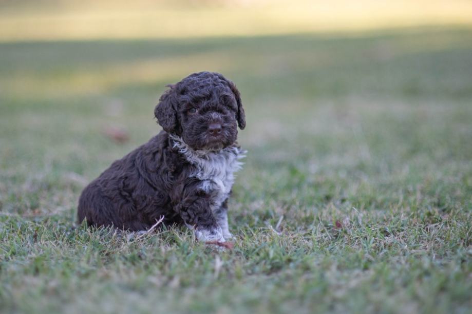 Lagotto Romagnolo