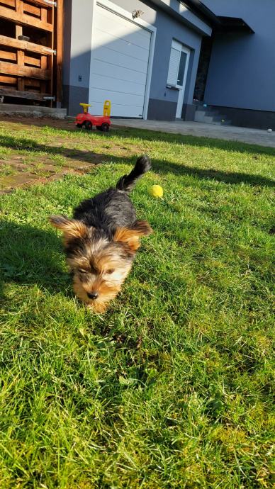 Yorkshire Terrier Jork Irski Terijer Yorki