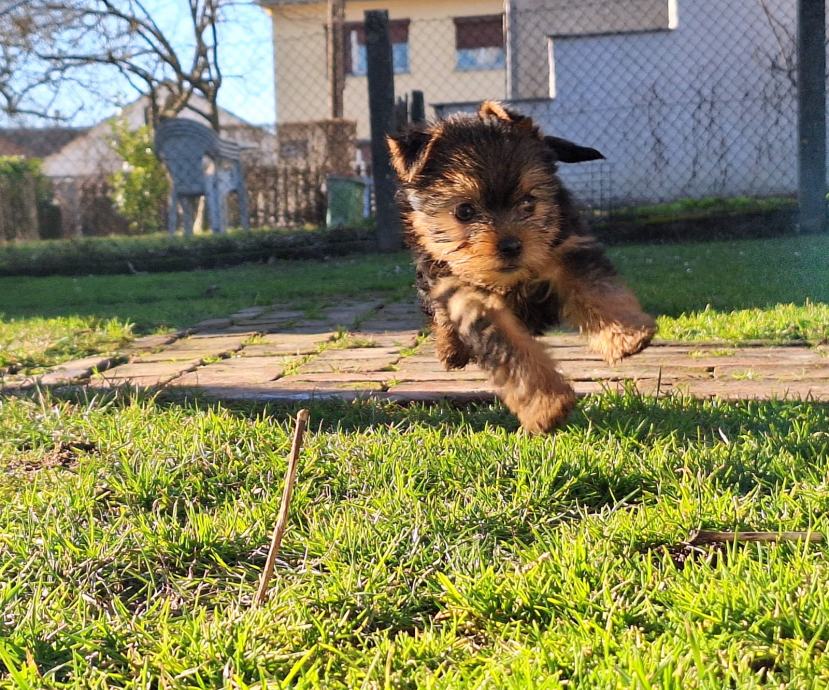 Yorkshire Terrier Jork Irski Terijer Yorki