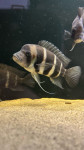 Cyphotilapia Frontosa