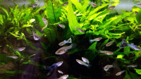 Ribice domače vzreje (gupi, meček, plati, moli, ancistrus, corydoras)