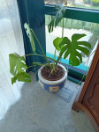 MONSTERA, SOBNA MONSTERA Z  LONCEM, MONSTERA, ZELENA RASTLINA