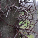 Ameriška gledičija (Gleditsia triacanthos)