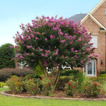 Indijska lagerstremija (Lagerstroemia indica)