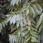 Kitajski cedrovec (Toona sinensis)