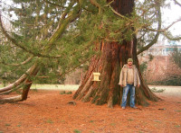 Mamutovec ali gorska sekvoja (Sequoiadendron giganteum)