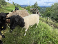 Dorper jagnje - ovca