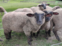 Jagnje, nemška črnoglava ovca