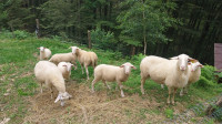 Jagnjeta za rejo ali zakol, tudi ovce