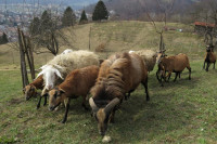 kamerunske ovce in ovni