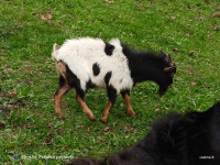 kozlički pritlikave mini afriške koze kozice