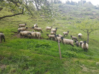 Ovce SUFFOLK (MLADI OVNI)