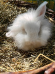 Mini zajčki
