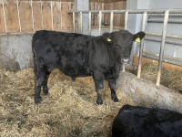 Plemenski biki Aberdeen Angus