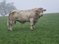 Prodam plemenskaga bika charolais