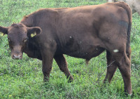 red angus bikec 5m