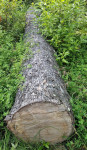 Hlod - libanonska cedra