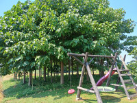 Paulownia, Pavlonija