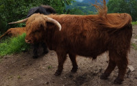 Škotsko govedo, bikec
