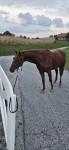 Appaloosa kastrat