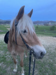 Haflinger Kastrat