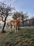 Haflinger žrebiček