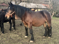 Kobila (breja) slovenska hladnokrvna pasma