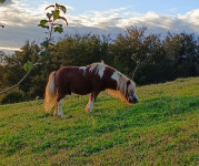 Mini shetland pony - Mini šetland poni