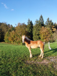 Moško žrebe Haflinger