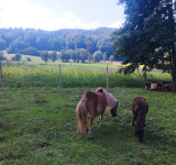 Poni žrebička- možna menjava