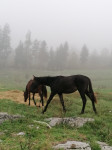 Prodam ali menjam žrebčka in žrebico