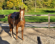 Prodam appaloosa žrebico staro 2 leti in pol