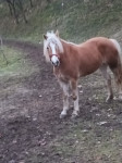 Prodam kobilo,haflinger