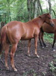 Quarter horse kobila