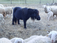 Shetland poni