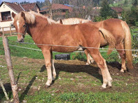 Žrebček Haflinger