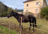 Žrebec pasme FURIOSO z rodovnikom