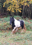 Žrebec prodamo ali menjamo za mlado kobilo