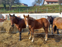 ŽREBETA IN KOBILI - POSAVSKE PASME