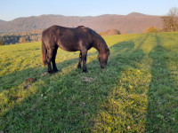 Žrebice POSAVKE