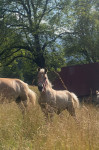 Žrebička Haflinger