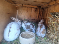 Kunci-zajci manjši zajčki