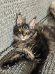 Maine Coon