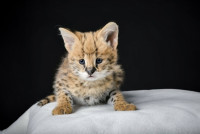 Serval