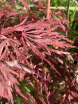 Acer Palmatum Fire Cracker