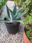 AGAVE različnih velikosti