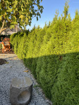 Ciprese Thuja Smaragd višine 160 cm