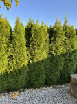 Ciprese Thuja Smaragd višine 160 cm